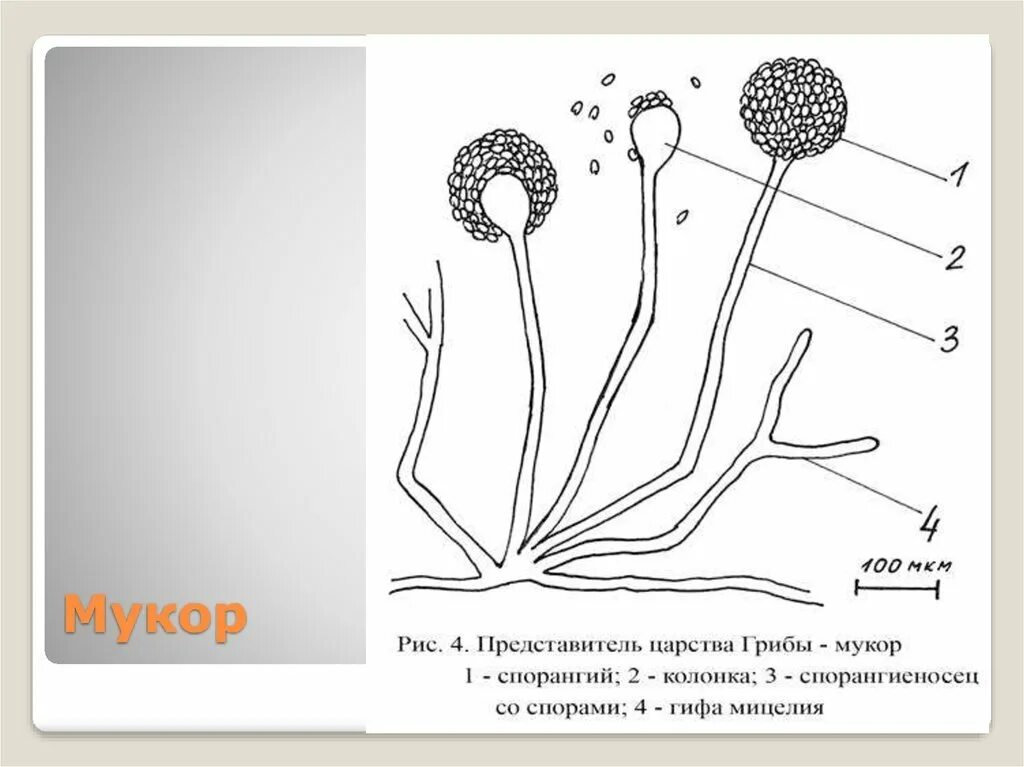 К какому классу относят коробочка спорангий. Строение грибов мукора. Строение гриба мукора. Строение гриба рода Mucor. Строение грибов мукор.