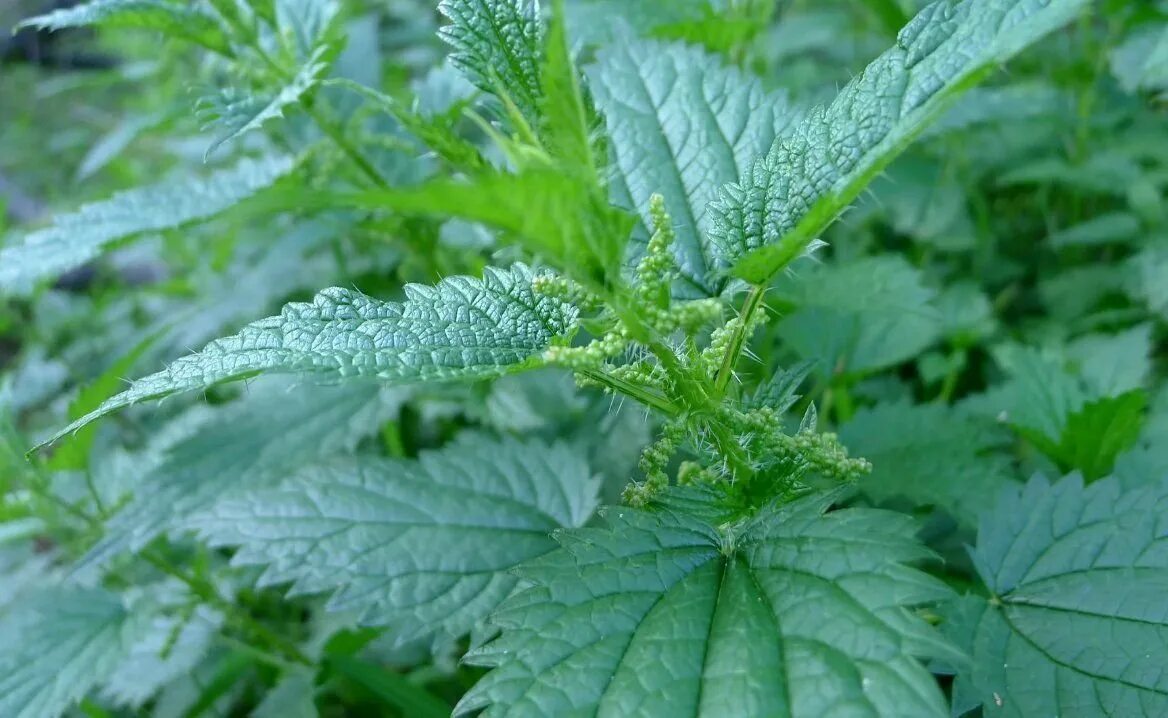 Крапива двудомная. Крапива двудомная (Urtica dioica l.). Крапива Киевская (Urtica Kioviensis). Крапива жгучая и двудомная. 10 крапива