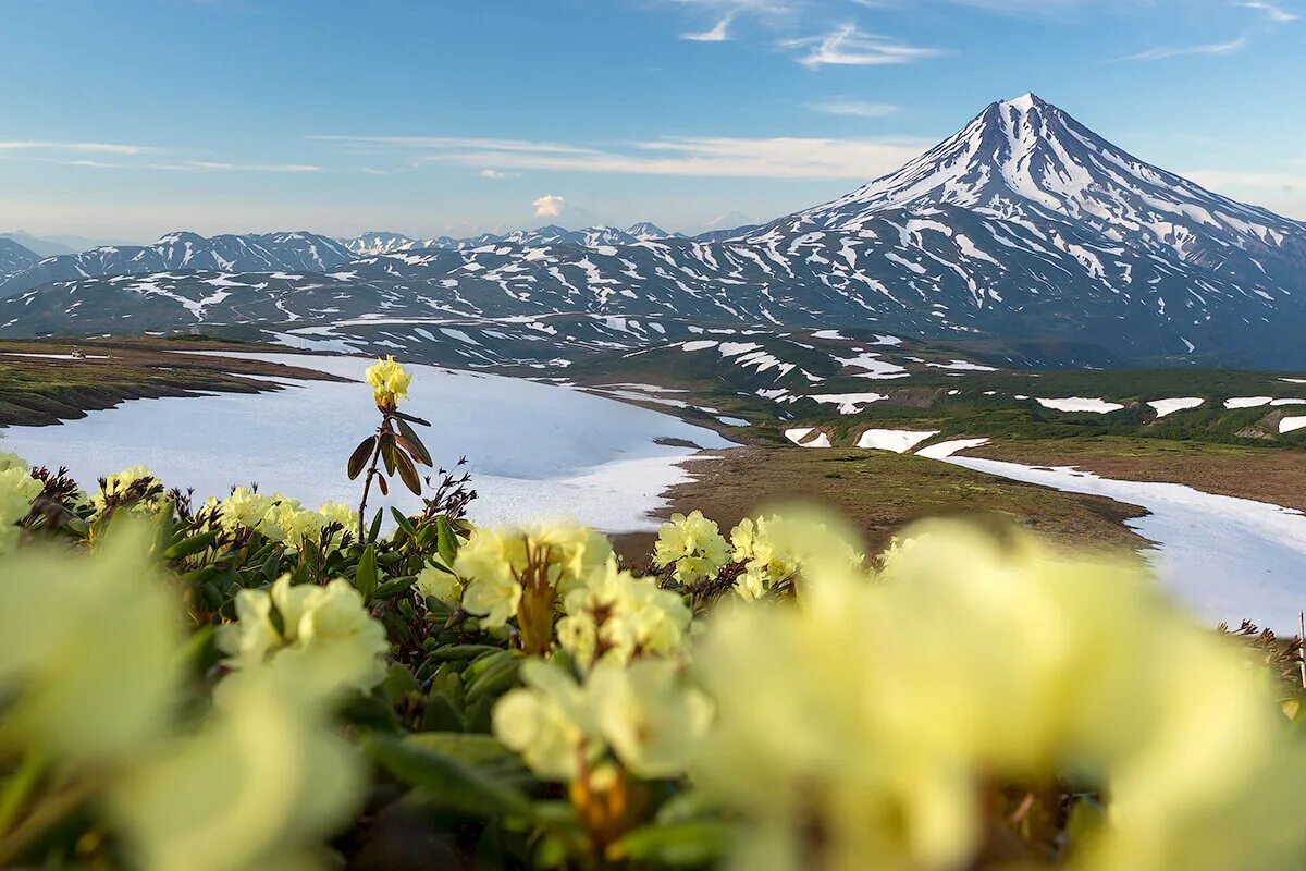 Камчатка вулканы и цветы. Рододендрон и вулкан Камчатка. Камчатка лето вулкан.