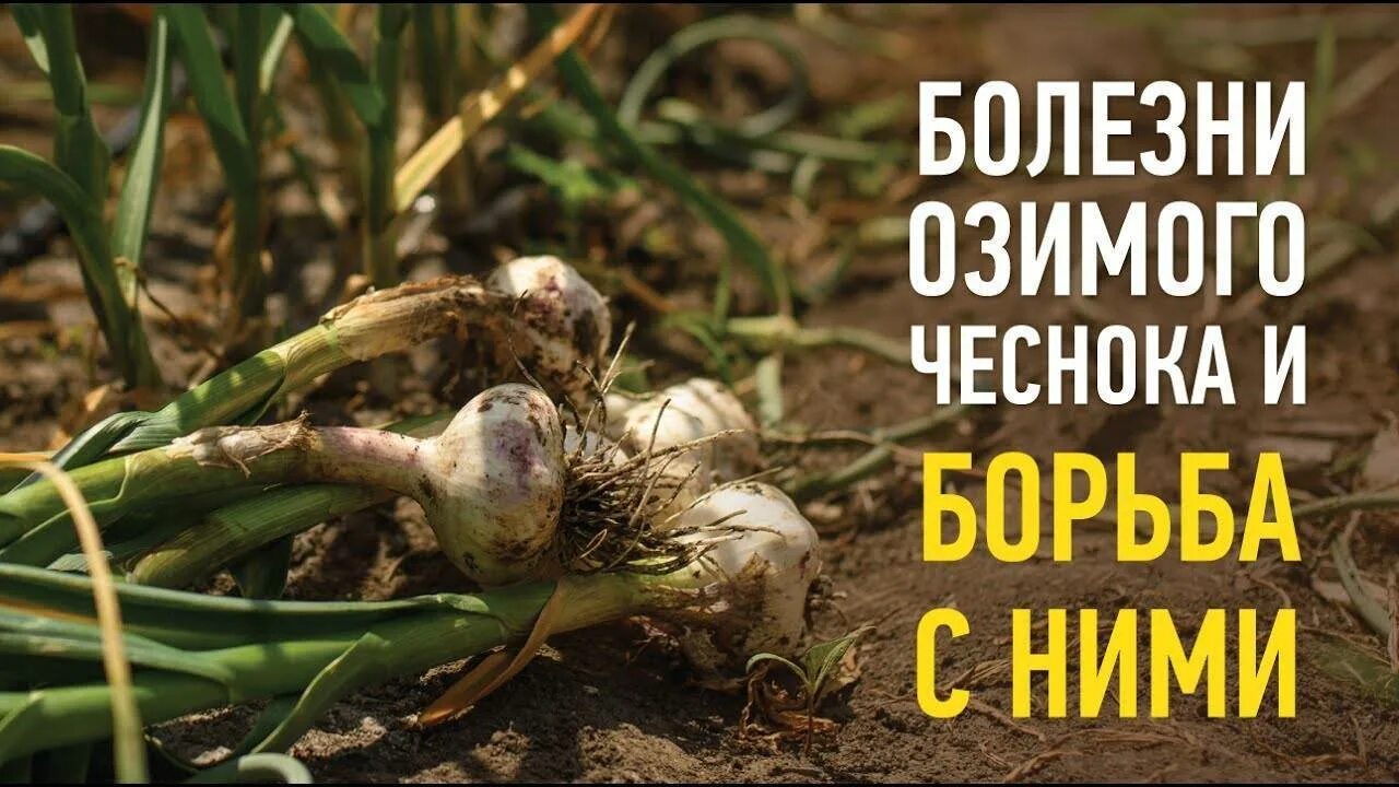Чеснок чернеет. Вредители озимого чеснока. Болезни озимого чеснока и борьба с ними.