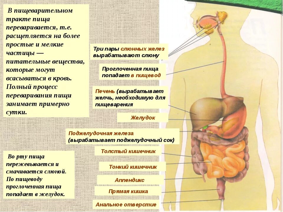 Какой орган переваривает пищу