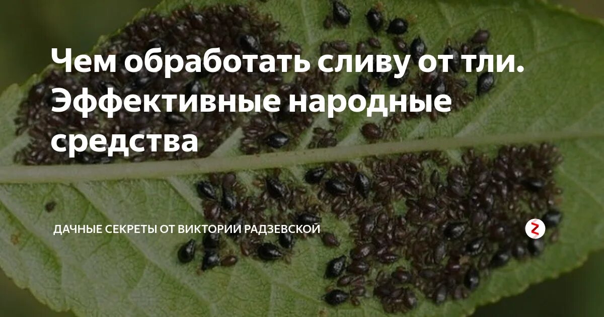 Чем обработать черешню от червей. Чем обработать от тли. средство от тли на сливе. опрыскивать от тли. вишнёвая тля.