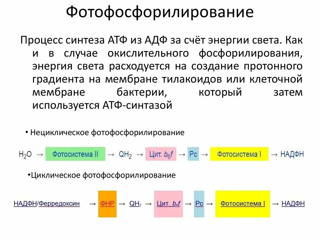 В процессе окислительного фосфорилирования происходит синтез. Схема нециклического фотофосфорилирования. окислительное фосфорилирование реакции. процесс окислительного фосфорилирования схема. циклическое фосфорилирование.