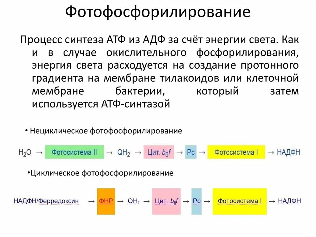 Пути фосфорилирования атф. Основные типы фотофосфорилирования.. Фотосинтетическое фосфорилирование схема. Схема нециклическогофотофосфорилирования. Окислительное фосфорилирование схема.