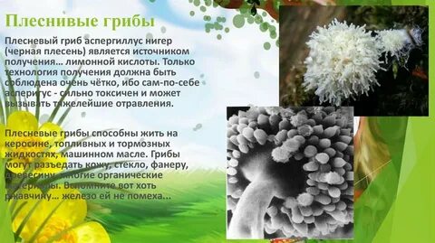 Важные факты о грибах