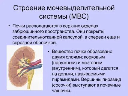 Пространства почки
