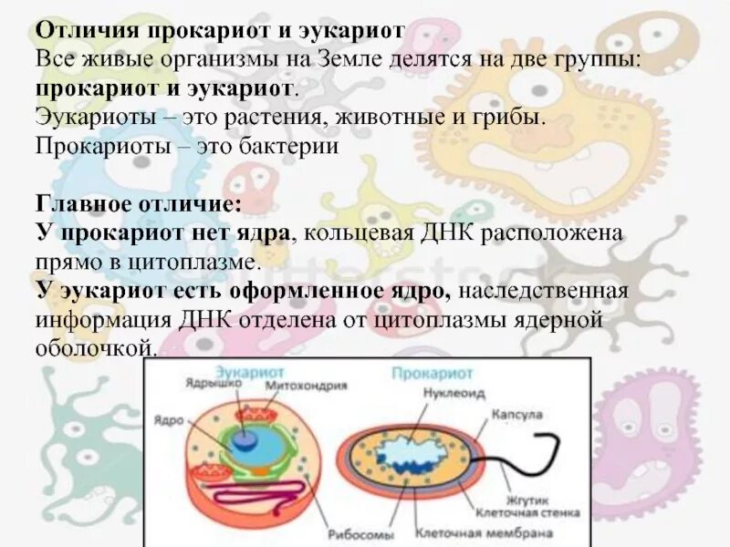 Из чего состоит эукариот. Организмы прокариоты и эукариоты. эукариоты организмы. прокариоты и эукариоты различия. прокариот и эукариот отличия.