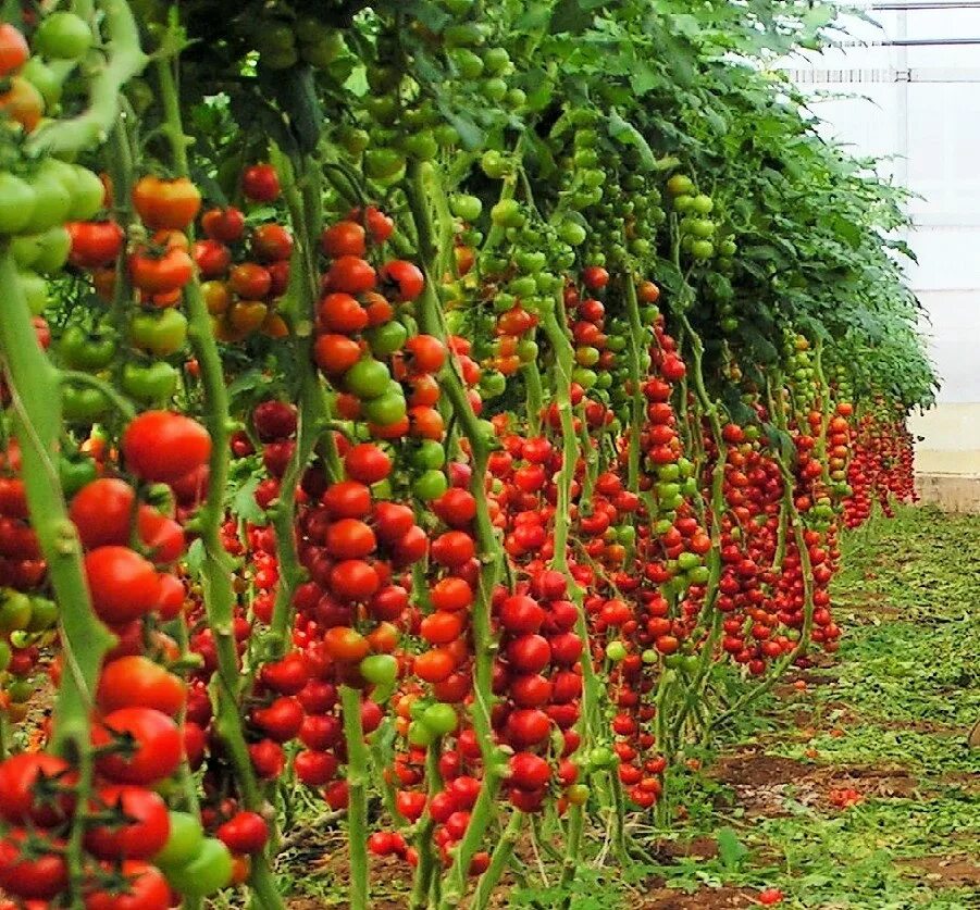 Сколько кустов помидор можно посадить. Детерминантный черри. Произрастание томатов черри. Черри Мегагрон. Черри высокорослые.