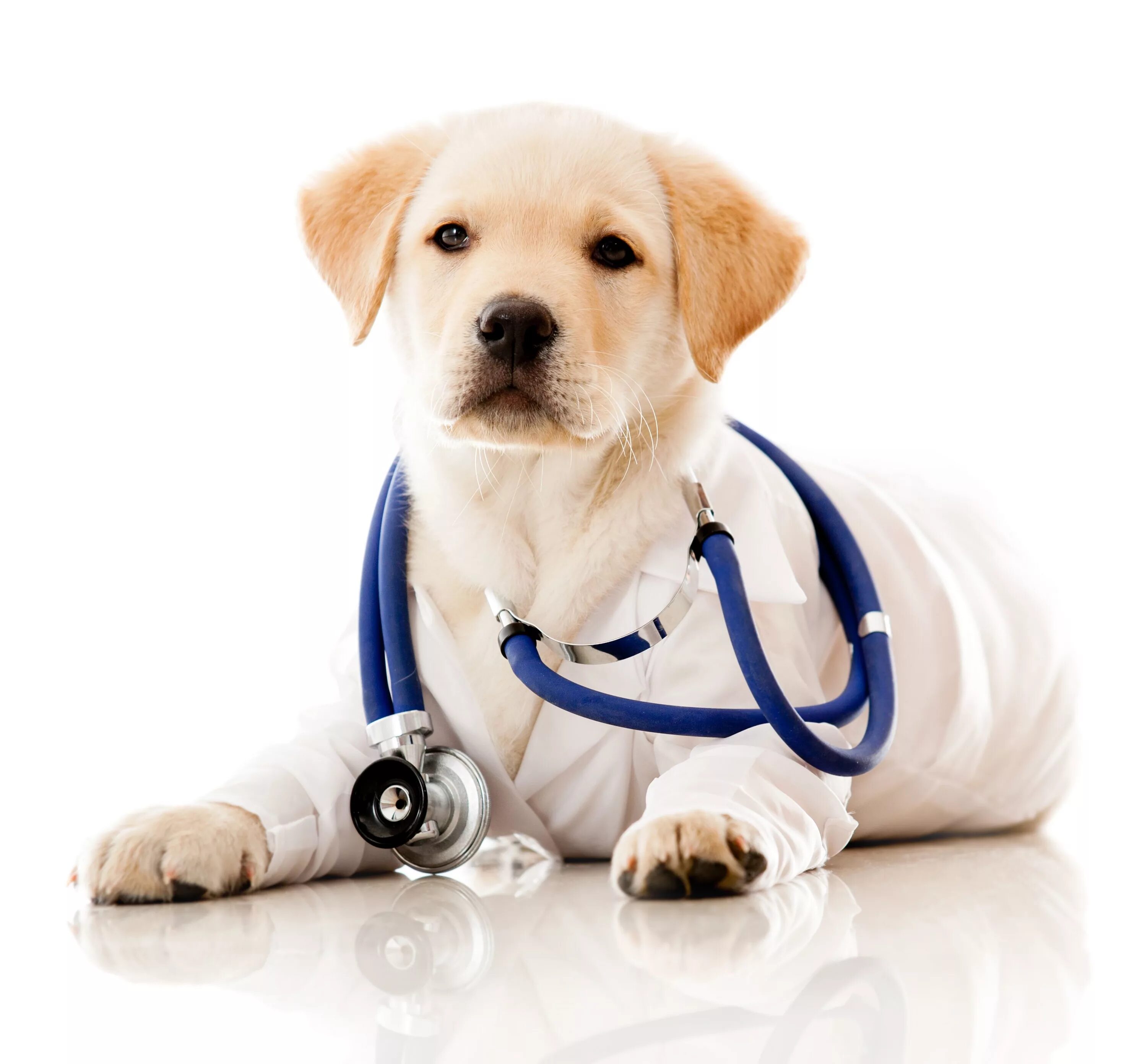 Dr pets. Собака врач. Собака медик. Собака с фонендоскопом. Собака в ветеринарной клинике.