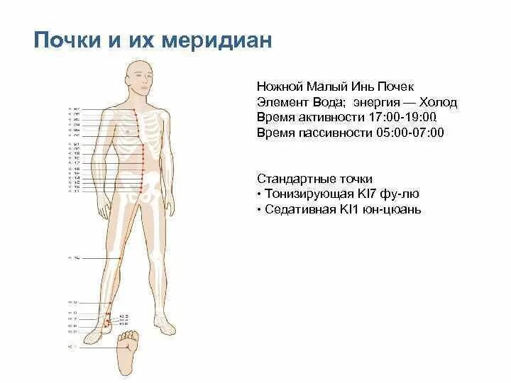 Меридиан почек точки. Меридиан почек в китайской медицине точки. Меридиан почек в китайской медицине. Меридиан почек точки. Ткм точки меридиана почек.