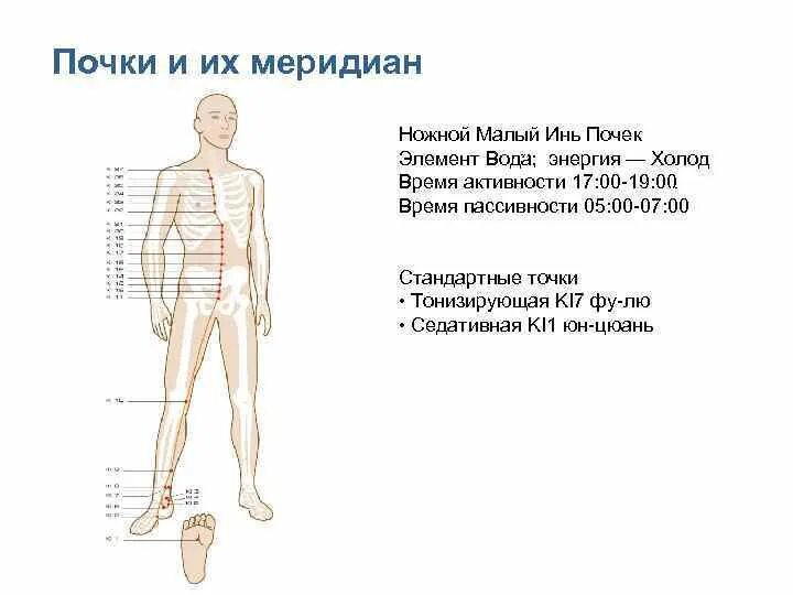 Меридиан почек в китайской медицине точки. Сигнальная точка меридиана почек. Акупунктурные точки на Меридиане почек. Ножной Меридиан почек. Точка царский