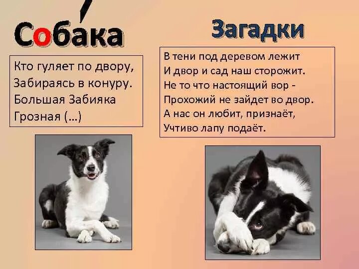 Прочитайте слова dog. Загадка про собаку. Загадка про щенка. Загадки про животных собака. Загадка со словом собака.