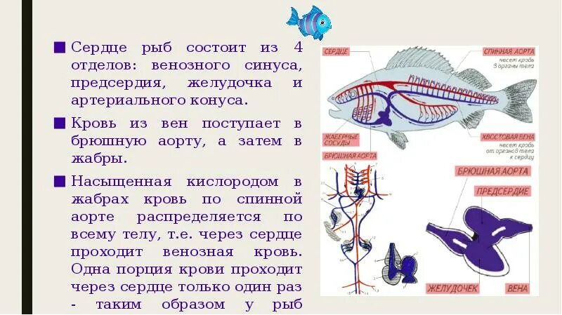 Строение сердца рыбы. Предсердие и желудочки сердца у рыб. Строение сердца костных рыб. Двухкамерное сердце у рыб.