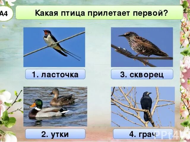 Какие птицы прилетают весной первыми 2 класс. Какие птицы прилетают весной. Прилетают перелетные птицы. Какие пьицы прилетаютвесной. Первые птицы которые прилетают весной.