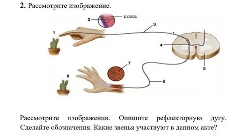 Отдергивание руки от горячего предмета это какой