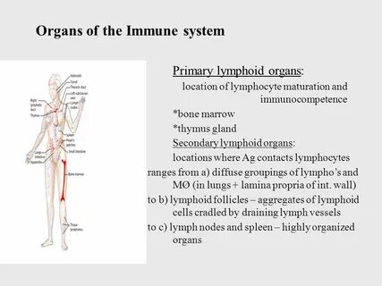 Primary system