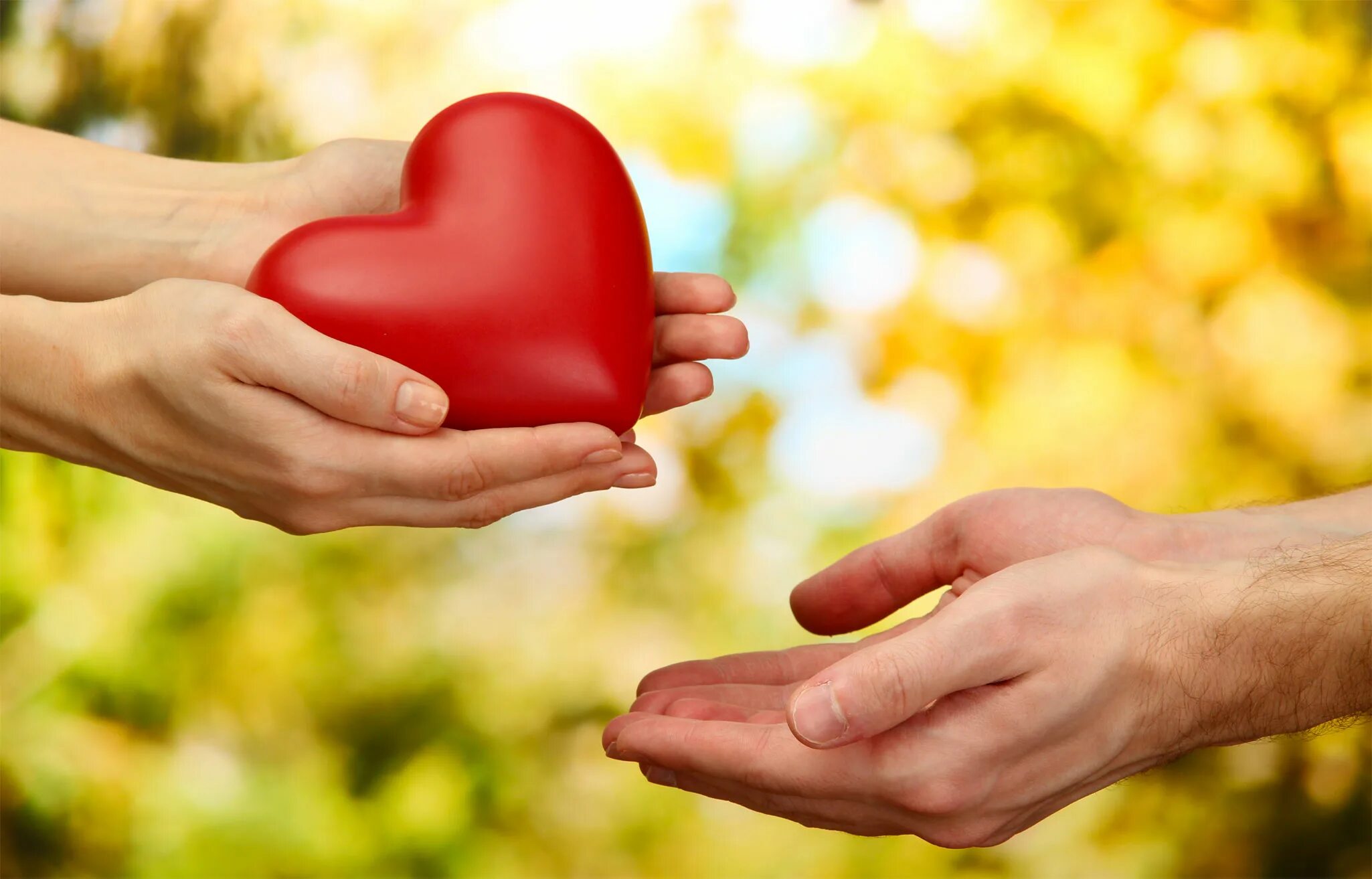 Сердце. Сердце в ладонях. Огромное сердечко. Со спокойным сердцем. Красивое сердце.
