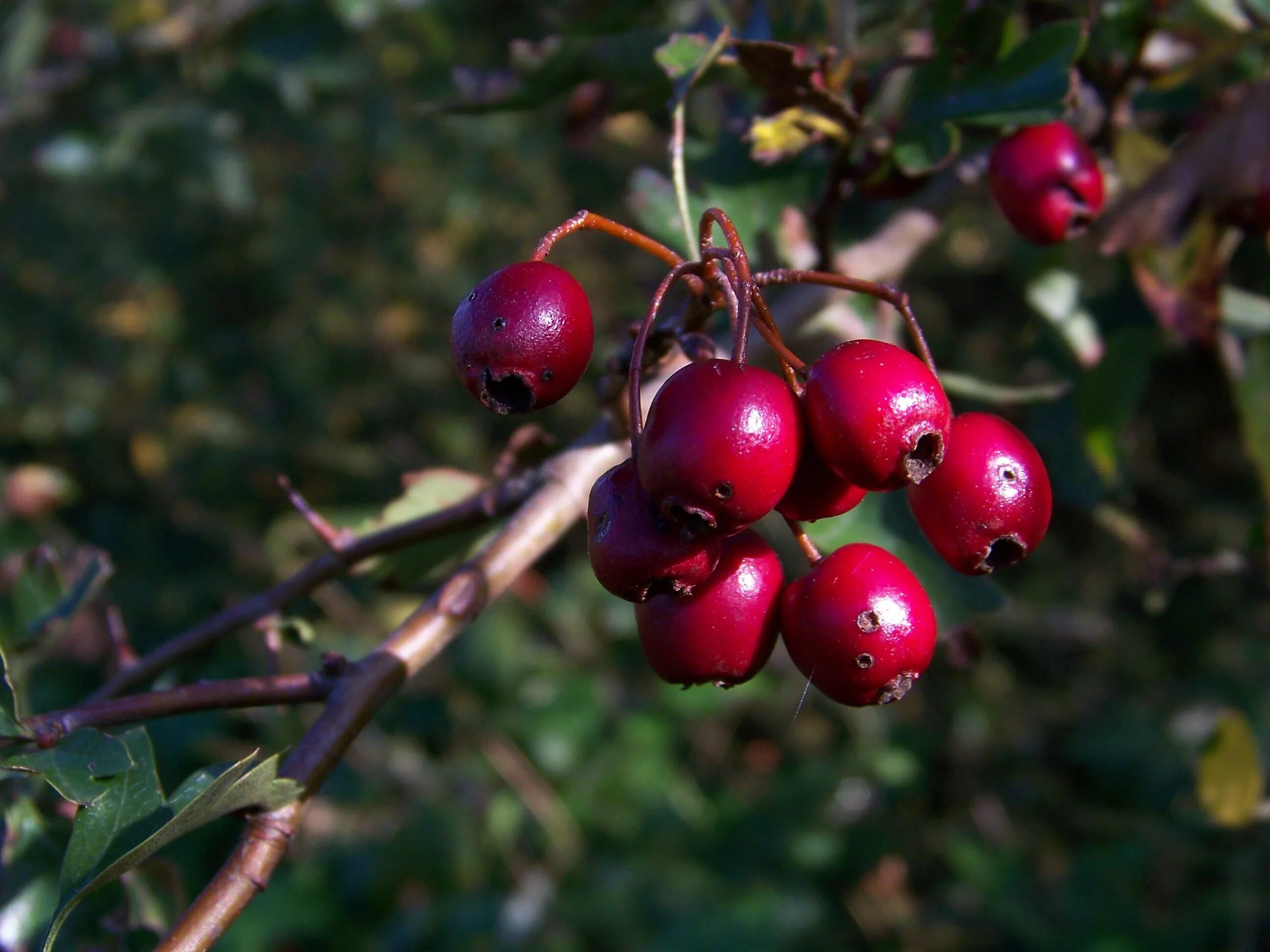 Ягода на ч растет на дереве. Боярышник кроваво-красный Crataegus sanguinea. Боярка ягода. Боярышник кроваво-красный, или Сибирский. Боярышник Сибирский кроваво-красный.