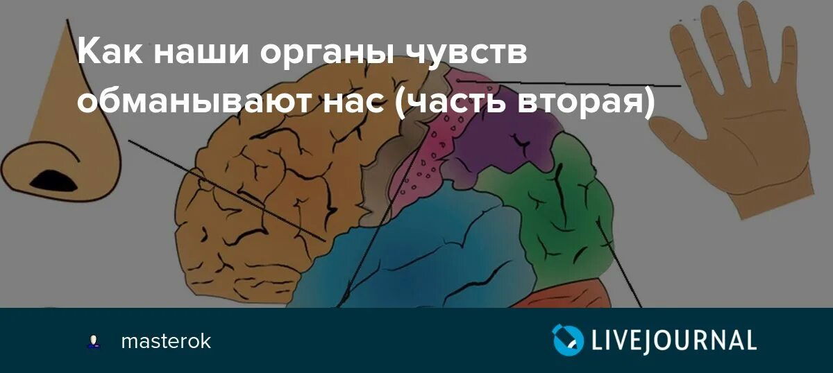 Мозг нас обманывает. Как органы чувств обманывают нас. Как наши органы чувств обманывают нас. Наш мозг нас обманывает.