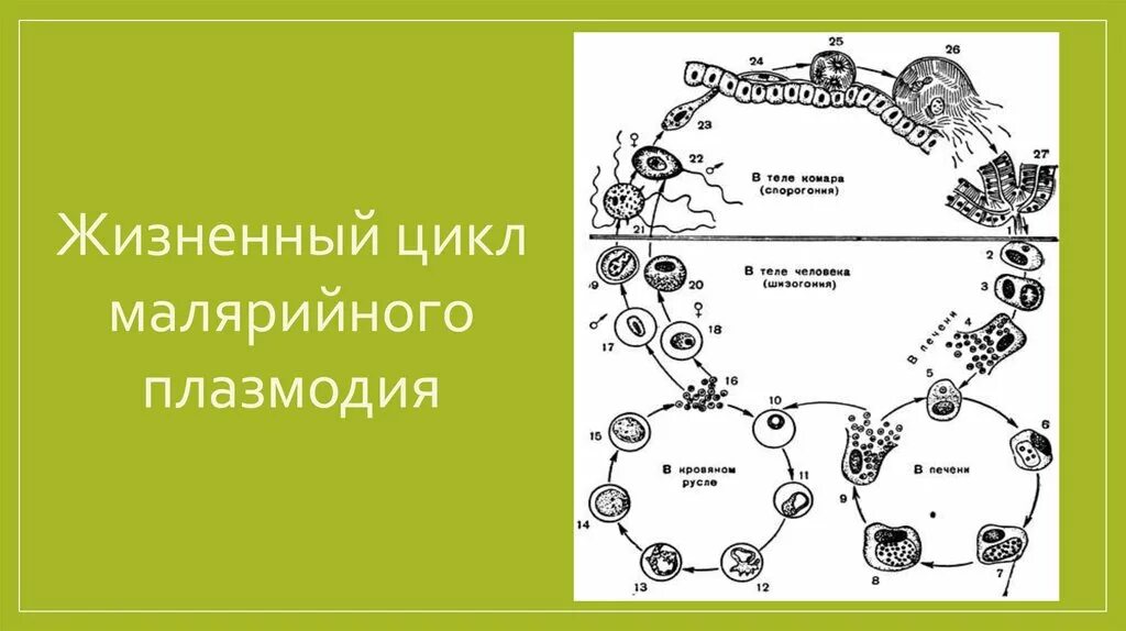 Какие утверждения о жизненном цикле малярийного плазмодия. Жизненный цикл малярийного плазмодия. жизненный цикл развития малярийного плазмодия plasmodium vivax. цикл малярийного плазмодия схема. цикл развития малярийного плазмодия шизогония.