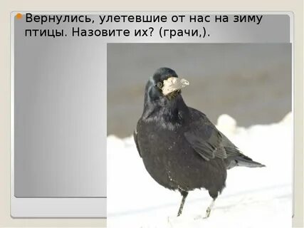 Праздник грачей