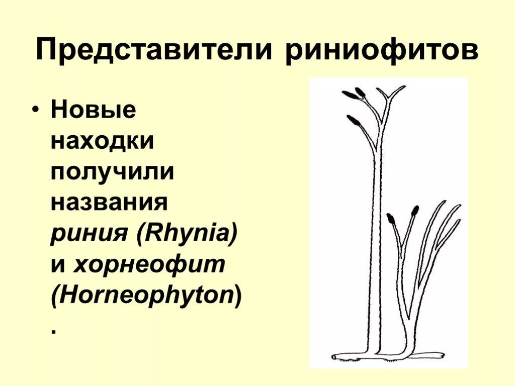 Определение риниофиты 7 класс. Риниофиты представители. ароморфозы псилофитов риниофитов. риниофиты строение. риниофит риния.