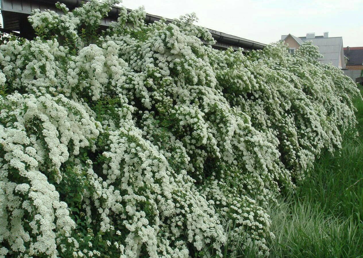 Спирея вангутта белая. Спирея вангутта. Вангутта. Спирея вангутта (spiraea х vanhouttei). Спирея вангутта (spiraea vanhouttei).