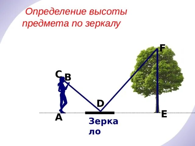 Определение высоты предмета геометрия. Определение высоты предмета. Измерение высоты дерева. Измерение высоты по тени. Измерение высоты предмета с помощью зеркала.