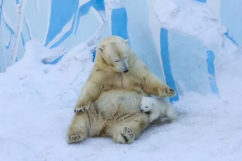 Животные рождающиеся зимой