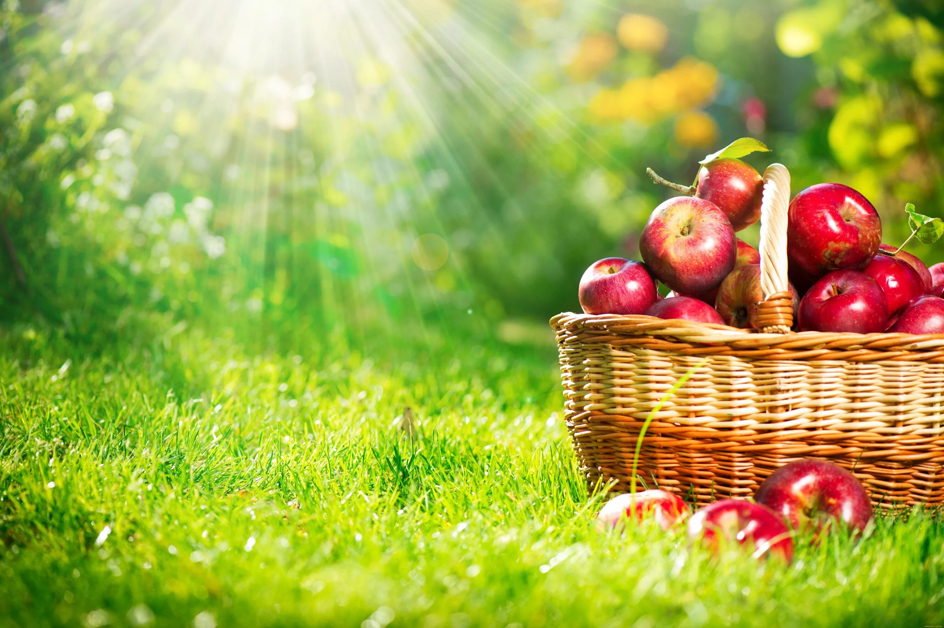 Лето время фруктов. Корзины с яблоками. Август природа. Красивое яблоко. Яблоки в саду.