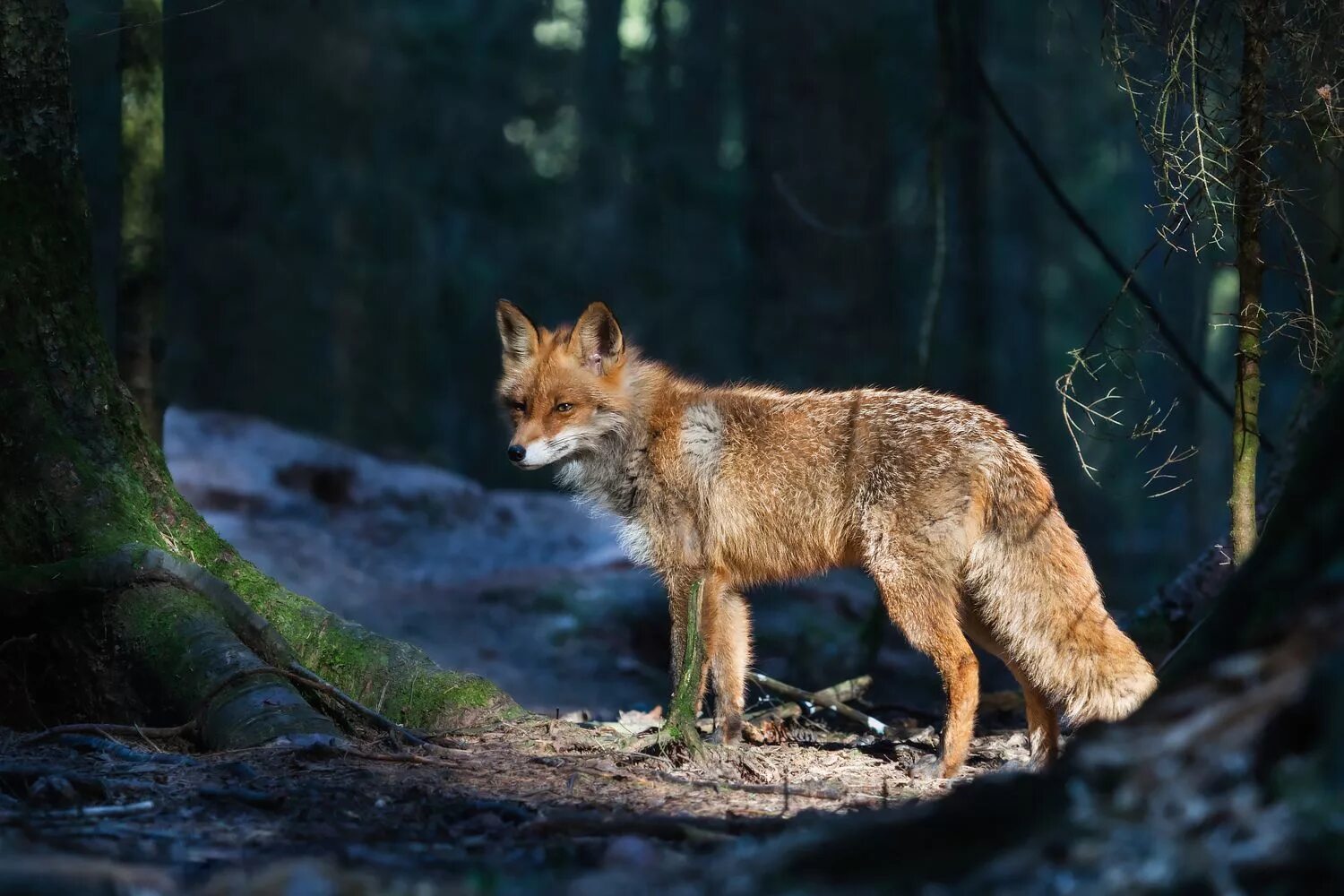 Fox queen. Лисица. Плутовка. Плутовка картинка. Лиса плутовка картинки.