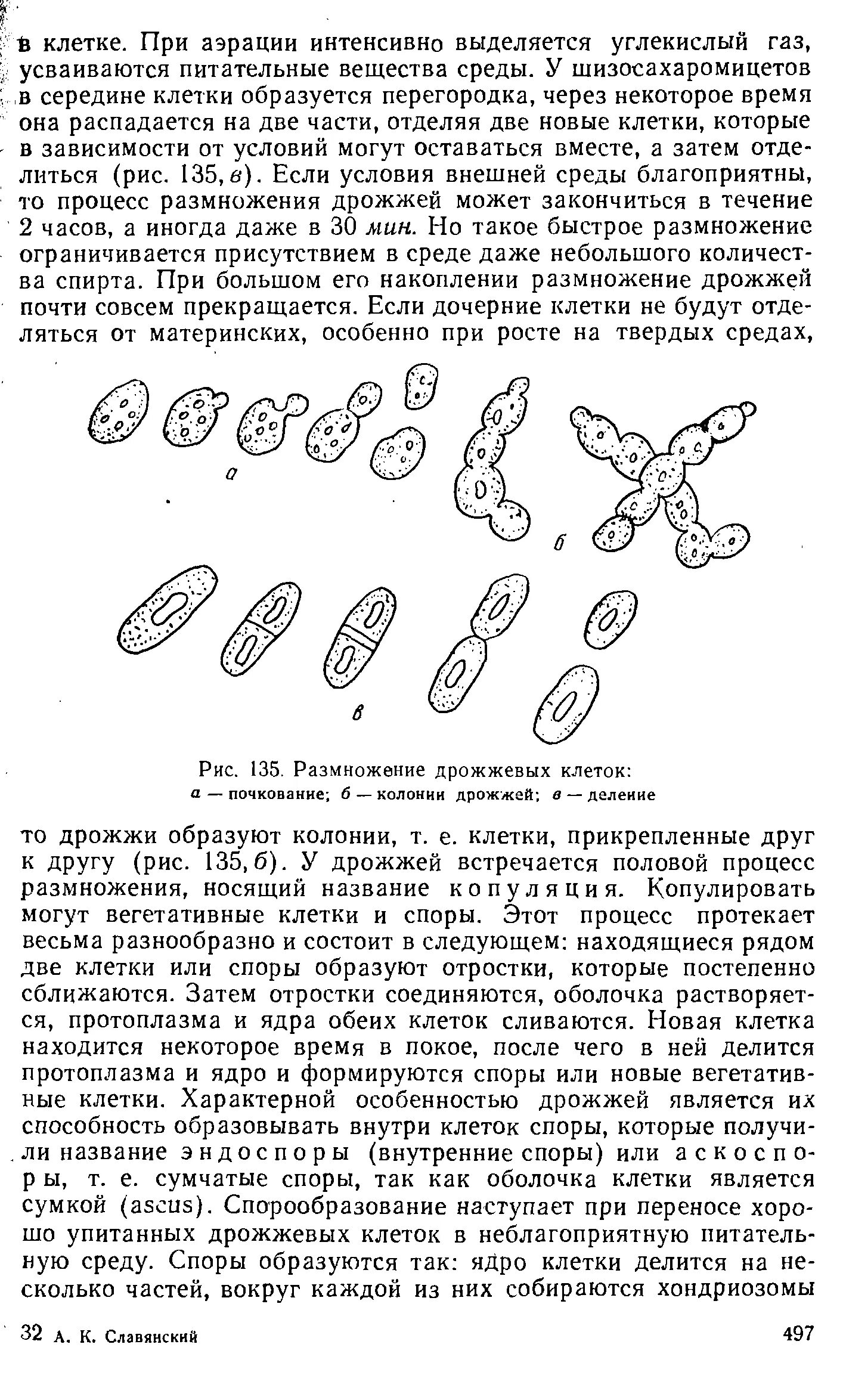 Размножение дрожжей спорами. Размножение дрожжей микробиология. Размножение дрожжевой клетки. Дрожжевые клетки деление. Строение дрожжевой клетки.