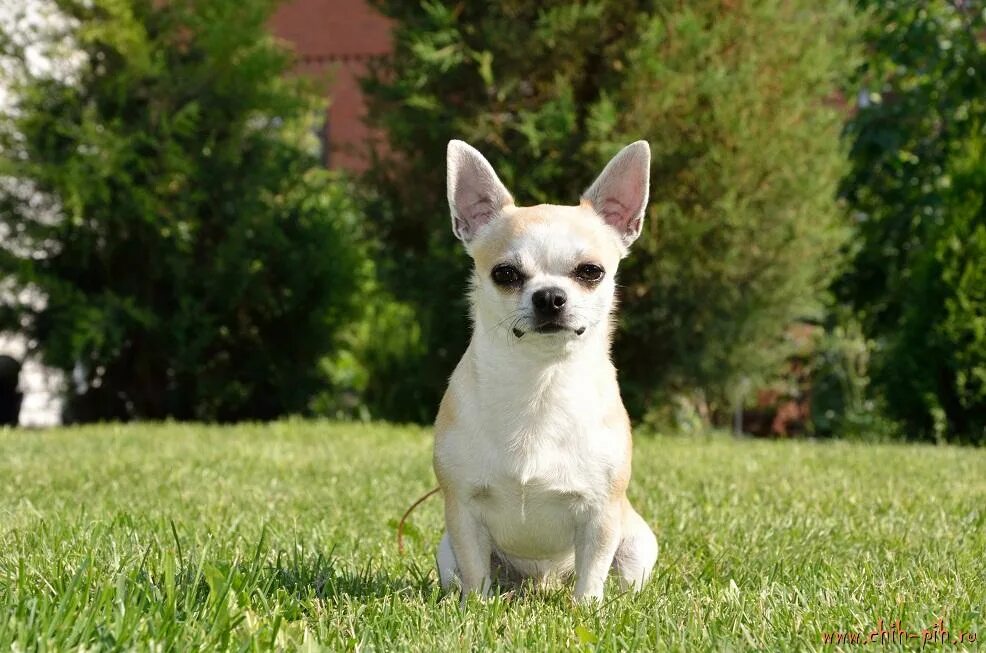 короткошерстные маленькие собаки породы название. чихуахуа короткошерстные. собака чихуахуа короткошерстная. короткошерстные маленькие собаки породы название. короткошерстные маленькие собаки породы название.