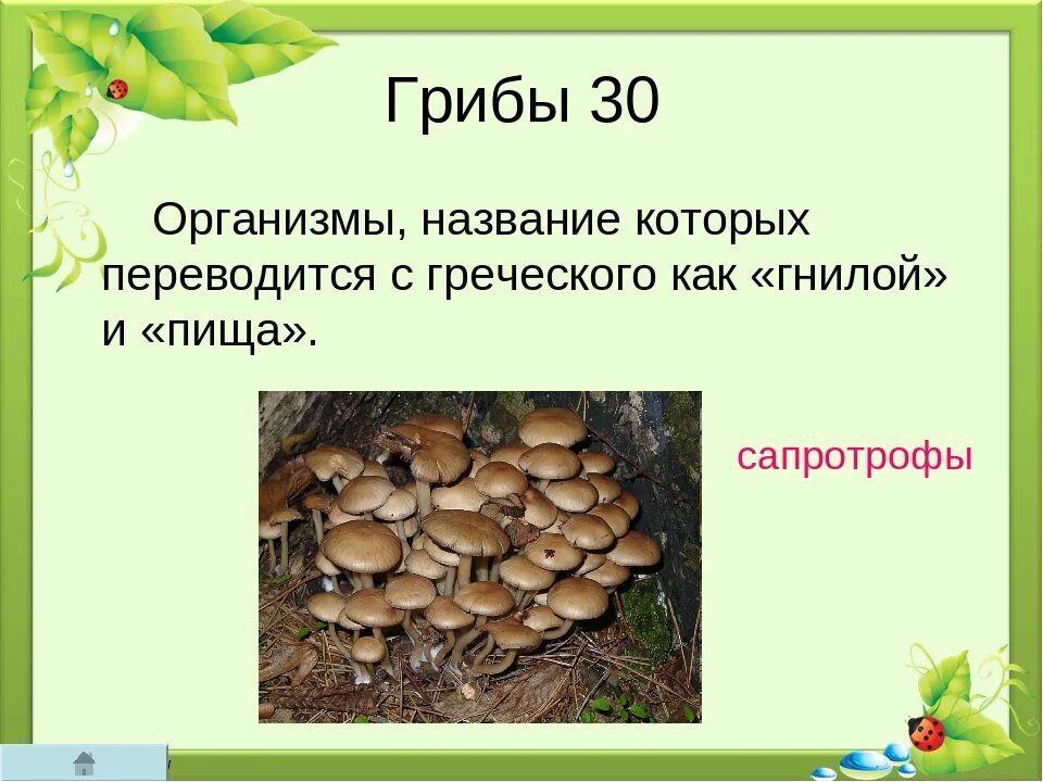Какие организмы называют грибами
