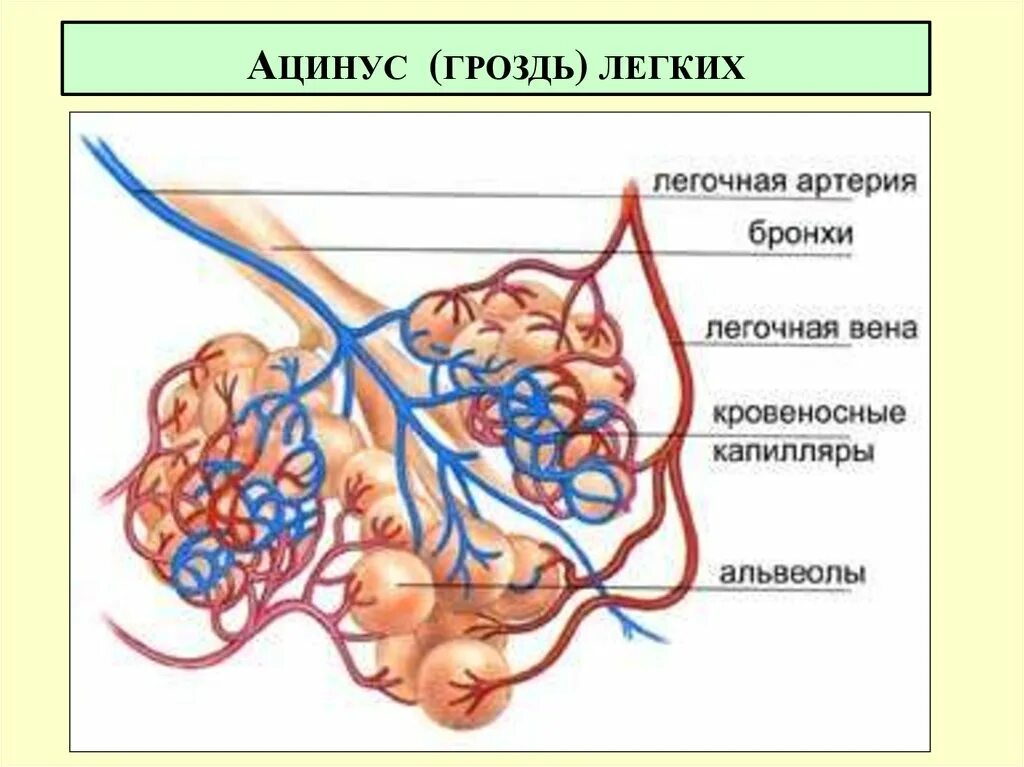 Воздух поступает в альвеолы. Строение альвеолы анатомия. Строение ацинуса человека. Структура ацинуса легких. Строение ацинуса легкого.