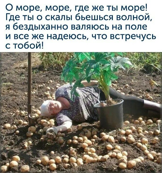 Выкапывай выкапывай его я тебя умоляю дзен