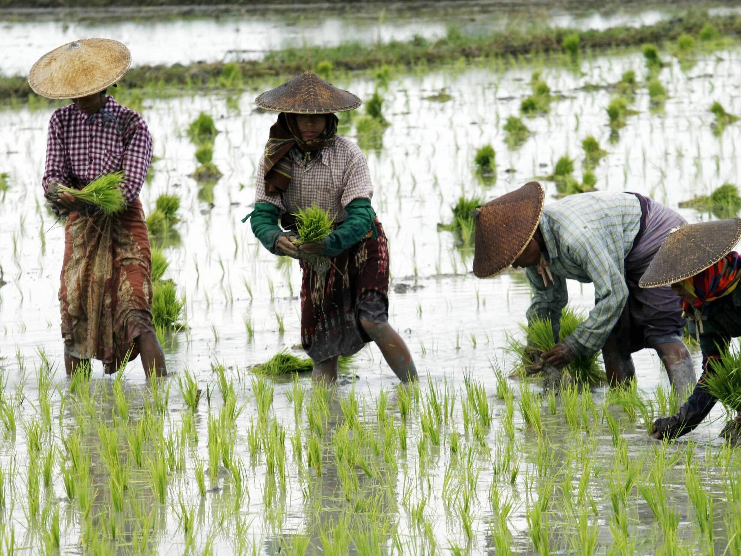 Rice farmers. Сельское хозяйство вьетнама карта. Rice farm. Сельское хозяйство индии рис. Возделывание риса в китае.
