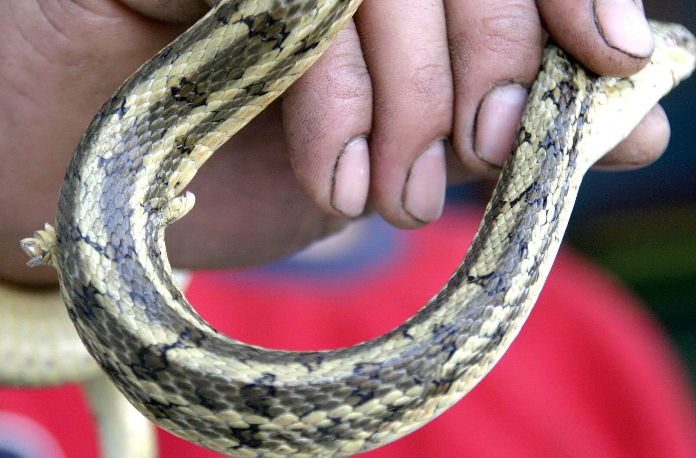 Полоз Меллендорфа. Рудименты конечностей у змей. Кобра удав желтопузик уж. Змея с лапками.