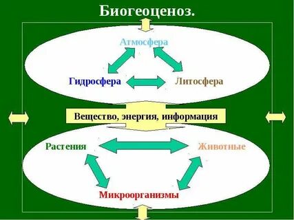 Экосистема атмосфера