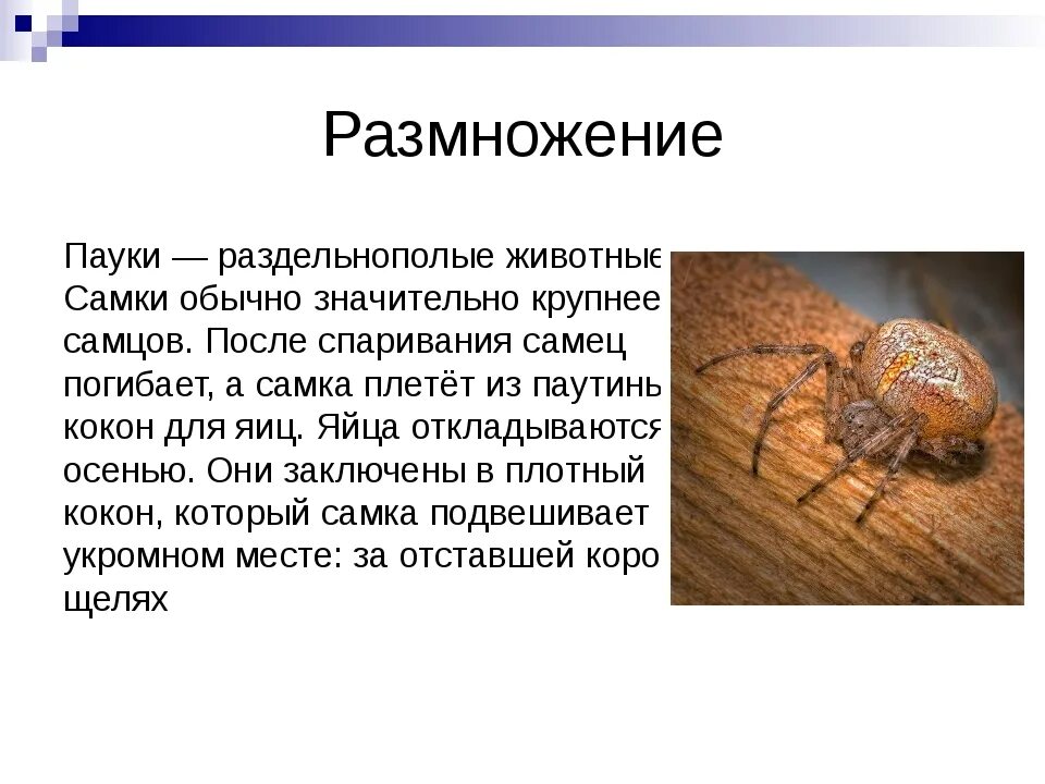 Среда жизни пауков. Паук крестовик размножение. Размножение пауков кратко. Органы размножения паукообразных. Паук крестовик Тип питания.