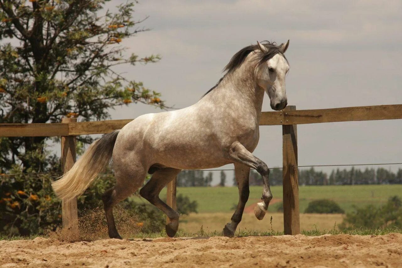 Лузитано. Пегий лузитано. Андалузская лошадь буланая. Лошадь лузитанской породы(лузитано). Лузитано.