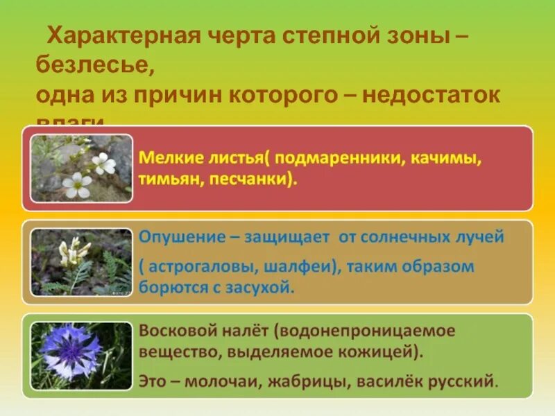 Особенности растений Степной зоны. Характеристика растительности степи. Общая особенность растений в степи. Характерные признаки Степной зоны. Главной причиной безлесья в степной зоне является