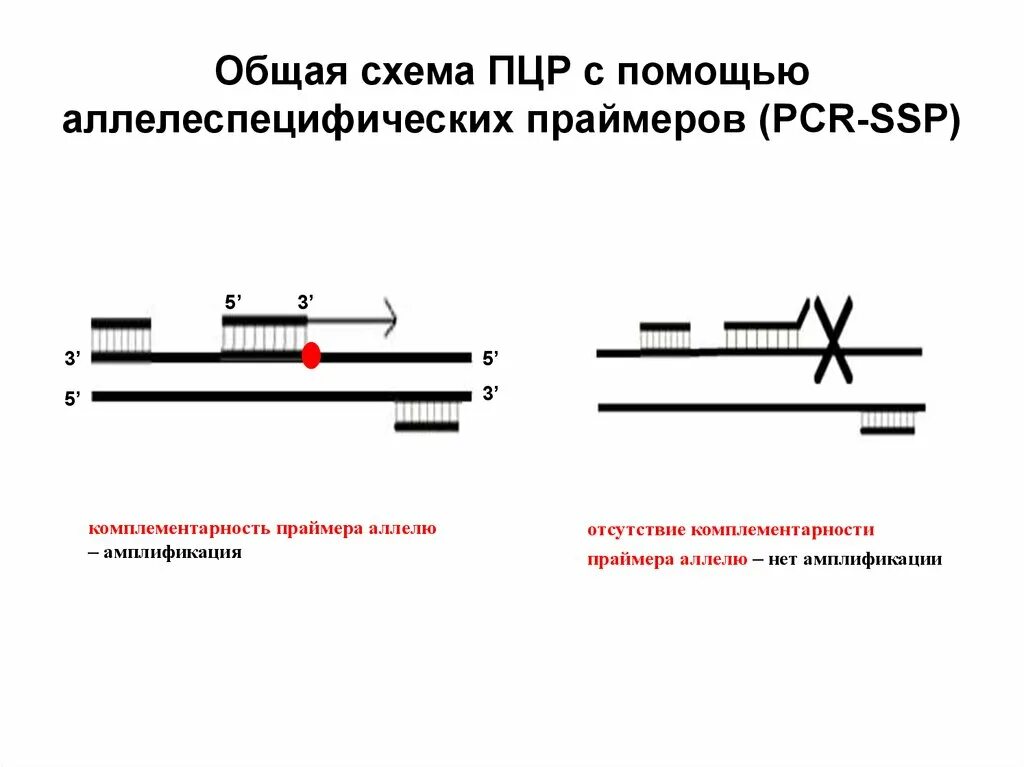 Обратный праймер. ПЦР праймер схема. . Полимеразная цепная реакция (ПЦР). Этапы. Аллель специфическая ПЦР. Общая схема ПЦР.