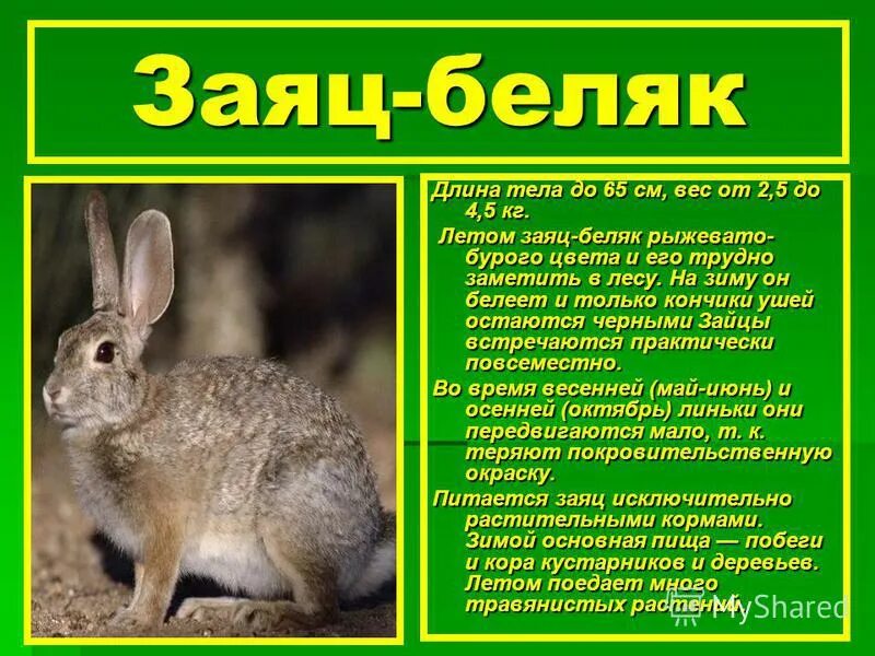 Сибирское прозвище зайца 5 букв. Сообщение о зайце. Заяц краткое описание. Описание зайца. Заяц картинка с описанием.
