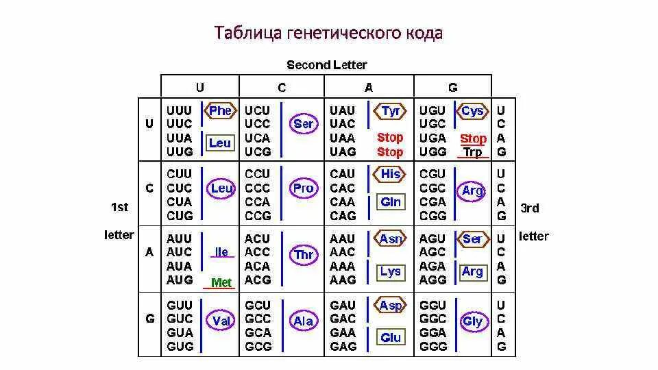 Реакции матричного синтеза таблица. Матричные процессы биология. Матричные процессы. К матричным процессам относится. Матричные процессы и действие гена.