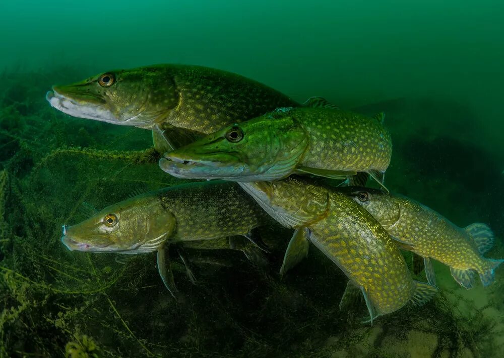 Живая рыба щука. Щука Esox Lucius. Обыкновенная щука (Esox Lucius). Щука в воде. Щука обои.