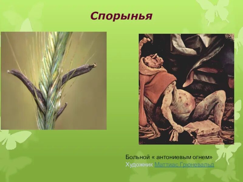Паразиты сообщение по биологии 5 класс