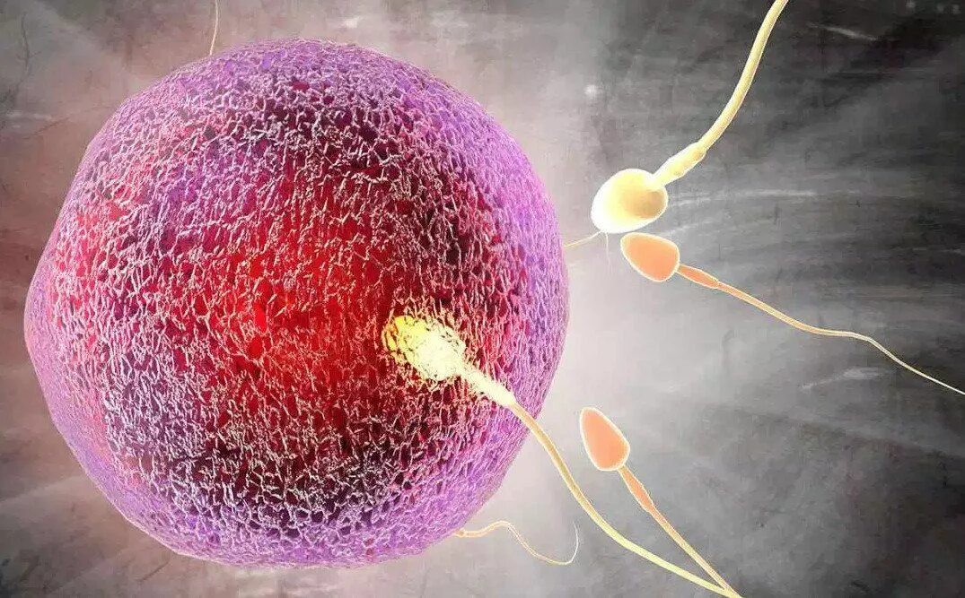 Этапы развития оплодотворенной яйцеклетки. Созревание яйцеклетки биология. Сперматозоид яйцеклетка зигота. Экстракорпоральное оплодотворение схема. Схема экстракорпорального оплодотворения.