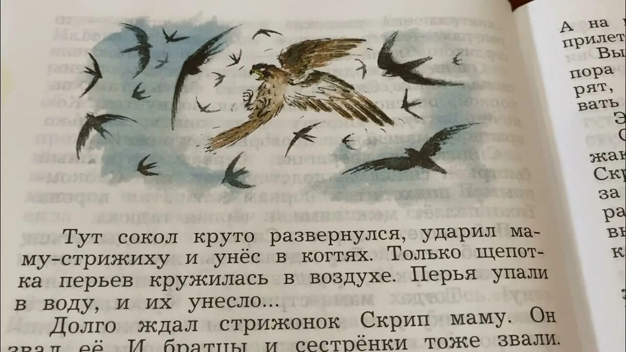 Характеристика скрипа из рассказа стрижонок. В П Астафьев Стрижонок скрип. В.П.Астафьев Стрижонок скрип текст.