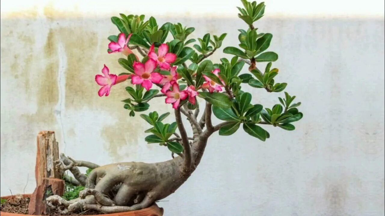 russian по низкой цене! russian с фотографиями, картинки на adenium роза пустыни